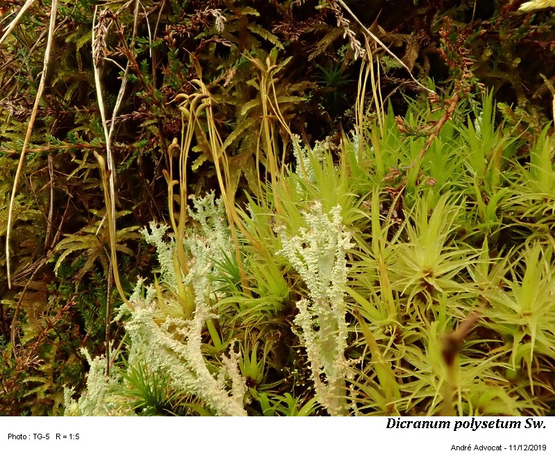Dicranum polysetum Sw. #61241