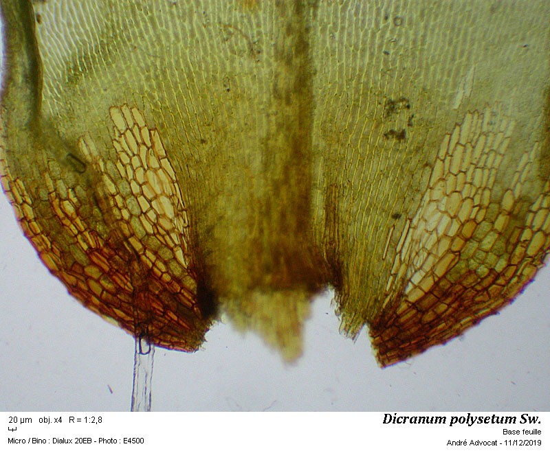 Dicranum polysetum Sw. #61236
