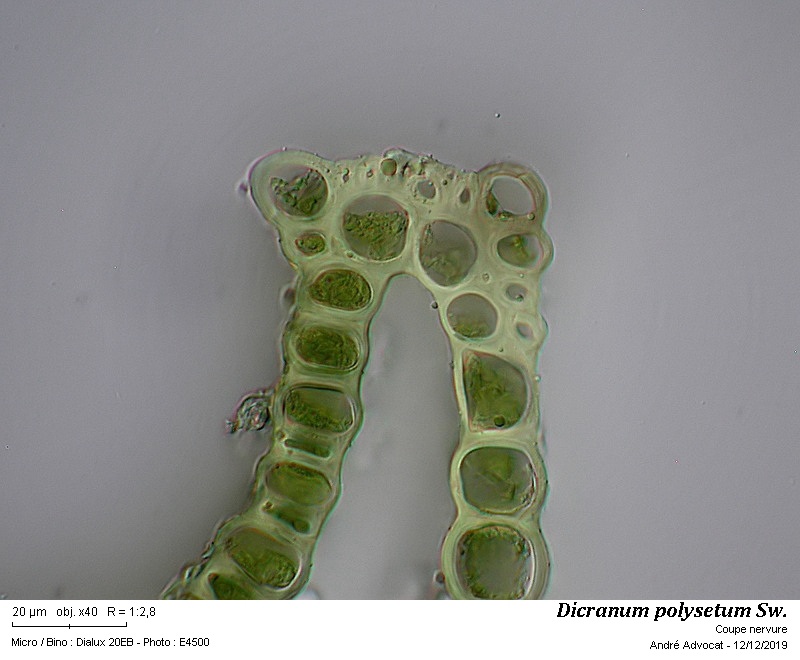 Dicranum polysetum Sw. #61240