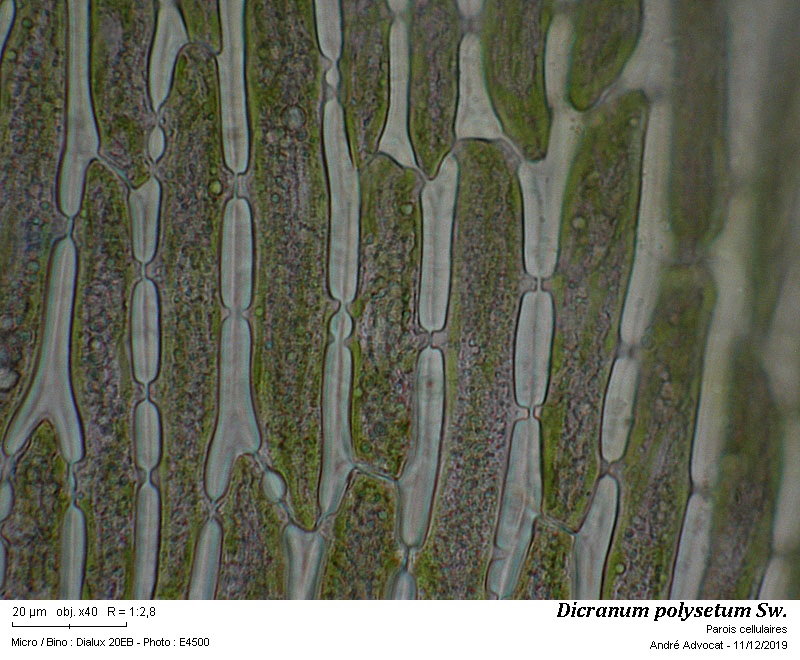 Dicranum polysetum Sw. #61238