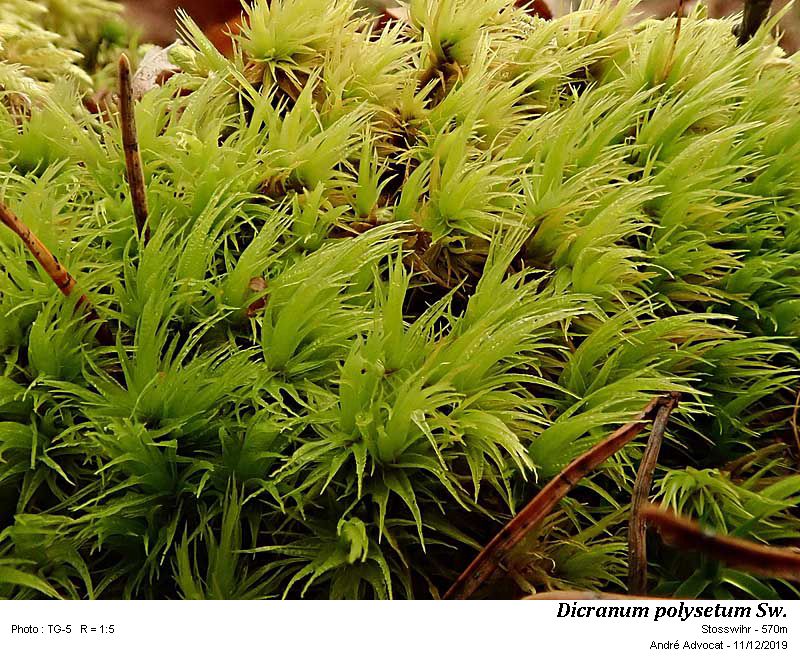 Dicranum polysetum Sw. #61234
