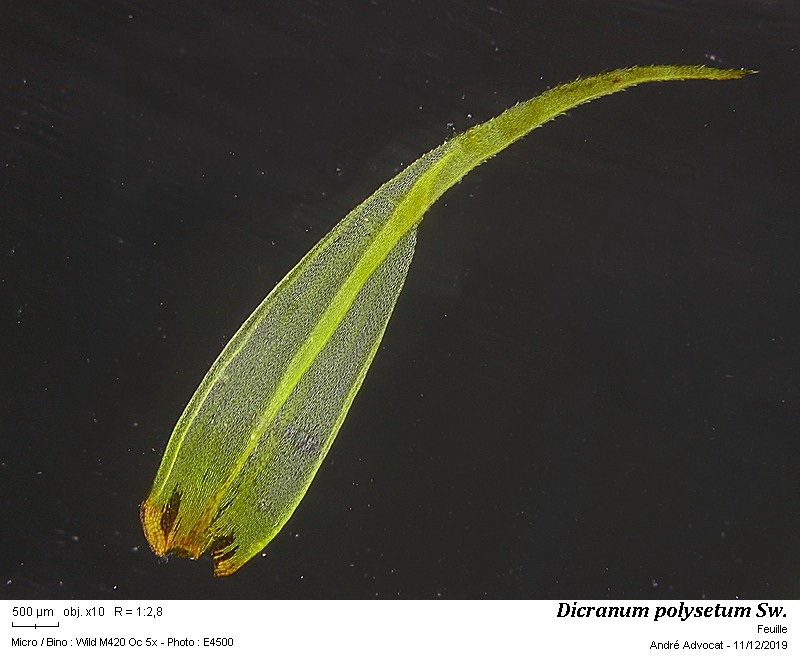 Dicranum polysetum Sw. #61235