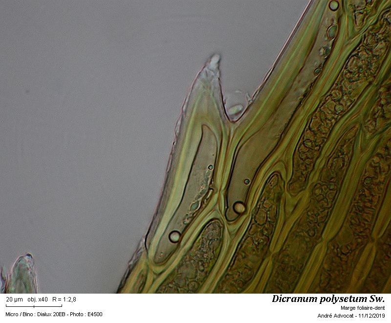 Dicranum polysetum Sw. #61237