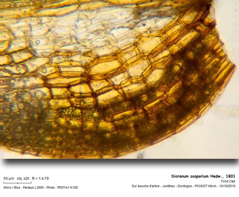 Dicranum scoparium, Hedw., 1801 #18414