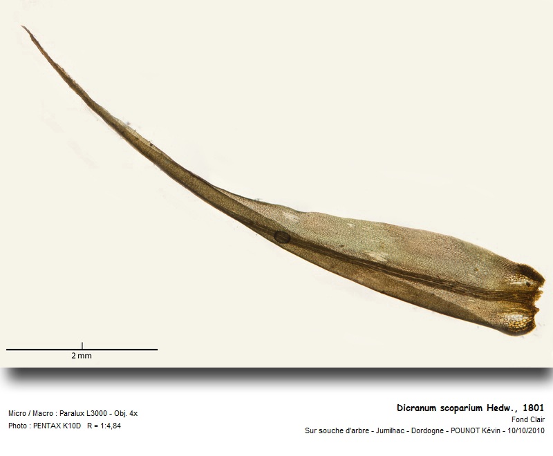 Dicranum scoparium, Hedw., 1801 #18413