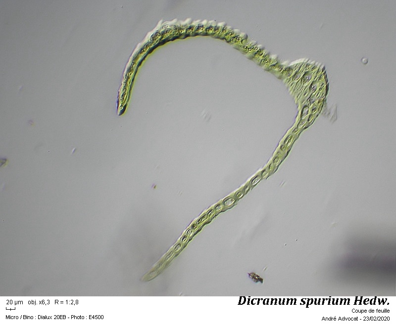 Dicranum spurium Hedw. #62339