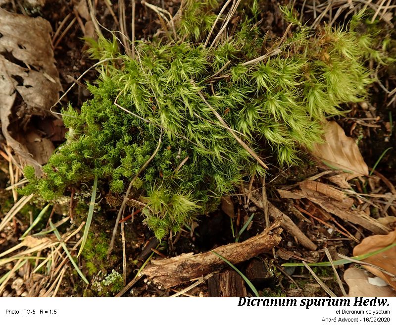 Dicranum spurium Hedw. #62271