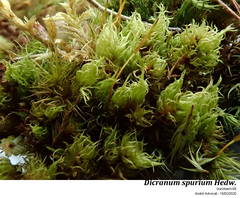 Dicranum spurium Hedw. #62272