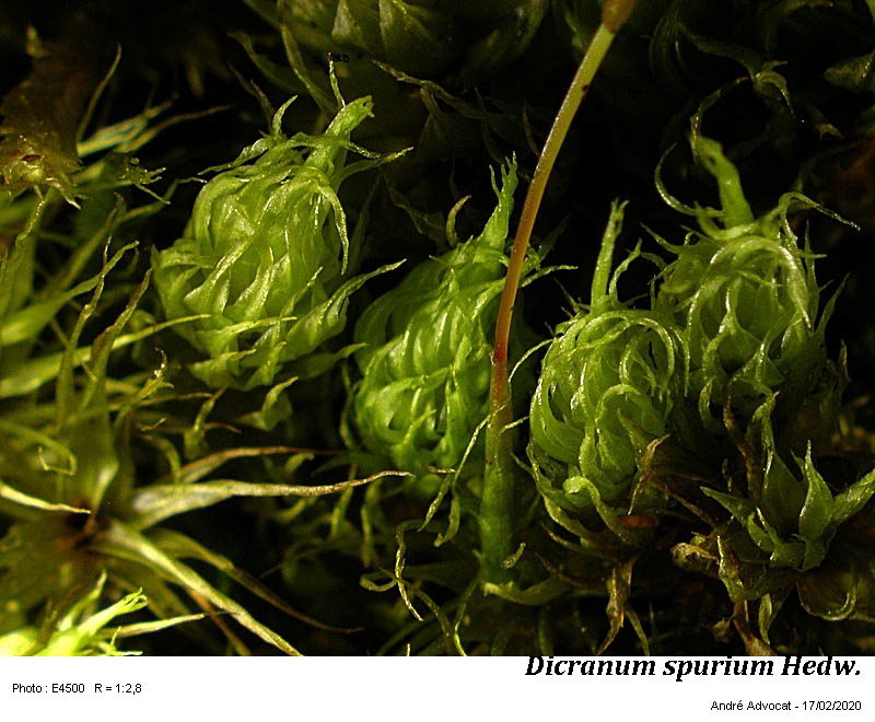 Dicranum spurium Hedw. #62273