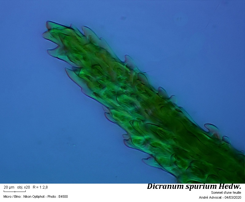 Dicranum spurium Hedw. #62338