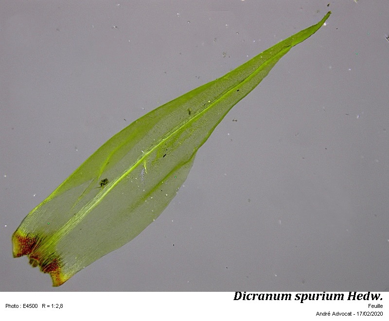 Dicranum spurium Hedw. #62337