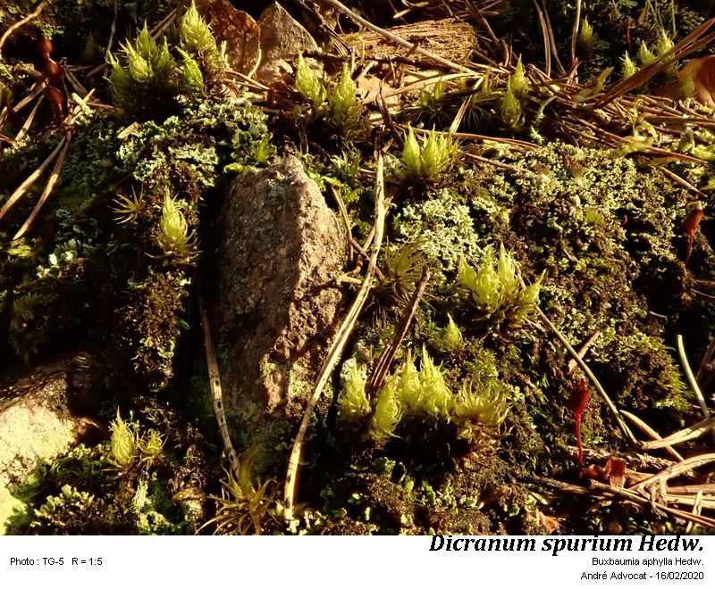 Dicranum spurium Hedw. #62274