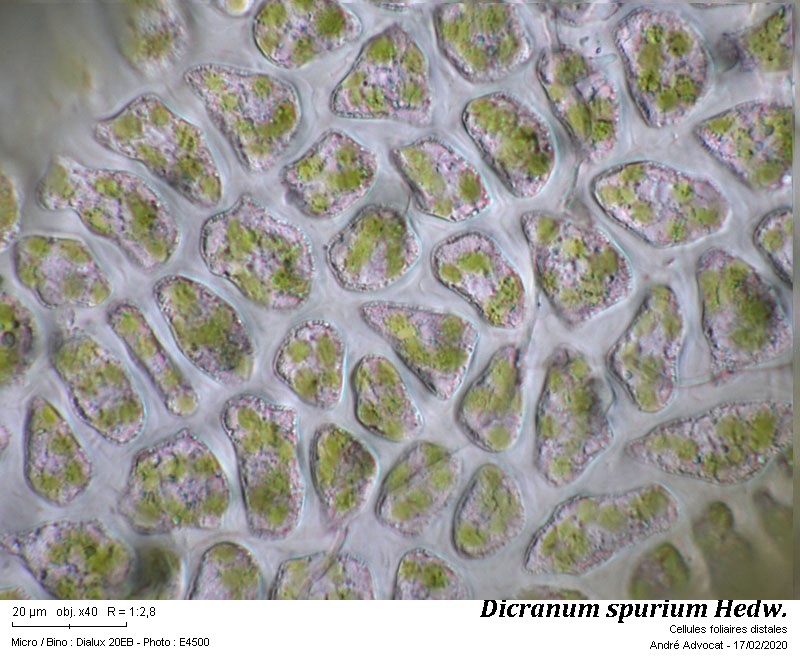 Dicranum spurium Hedw. #62340