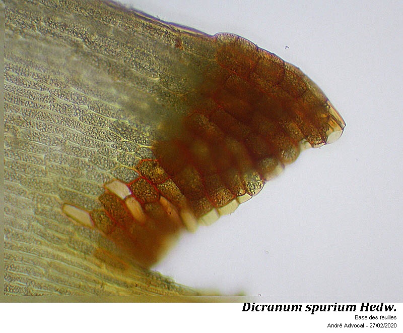 Dicranum spurium Hedw. #62341