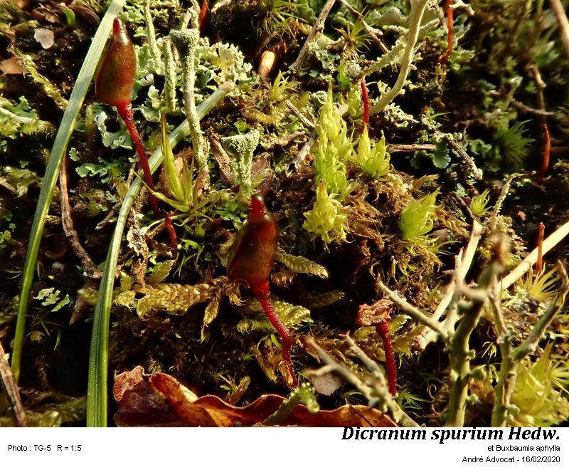 Dicranum spurium Hedw. #62275