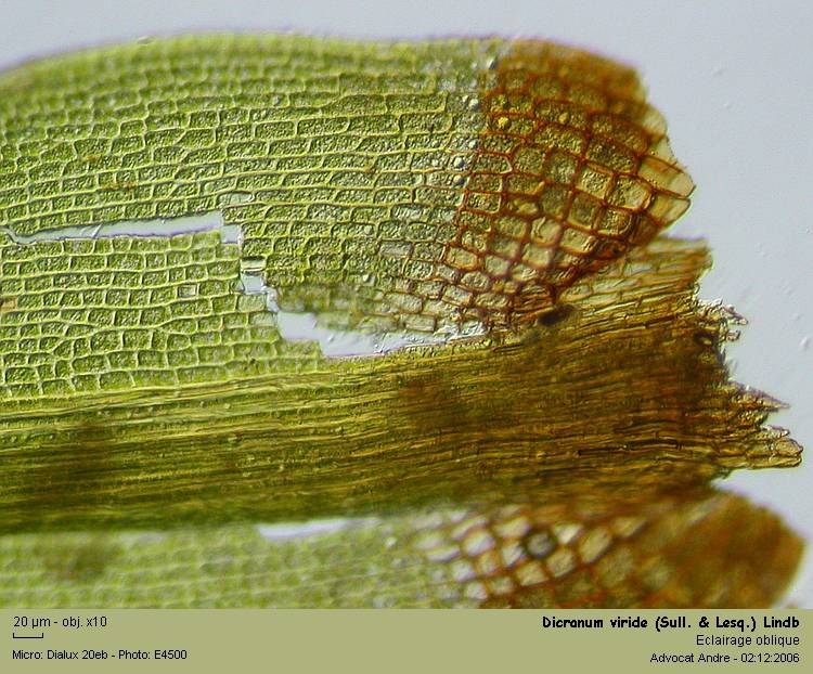 Dicranum viride (Sull.& Lesq.) Lindb. #1946