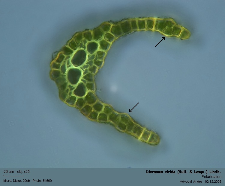 Dicranum viride (Sull.& Lesq.) Lindb. #1949