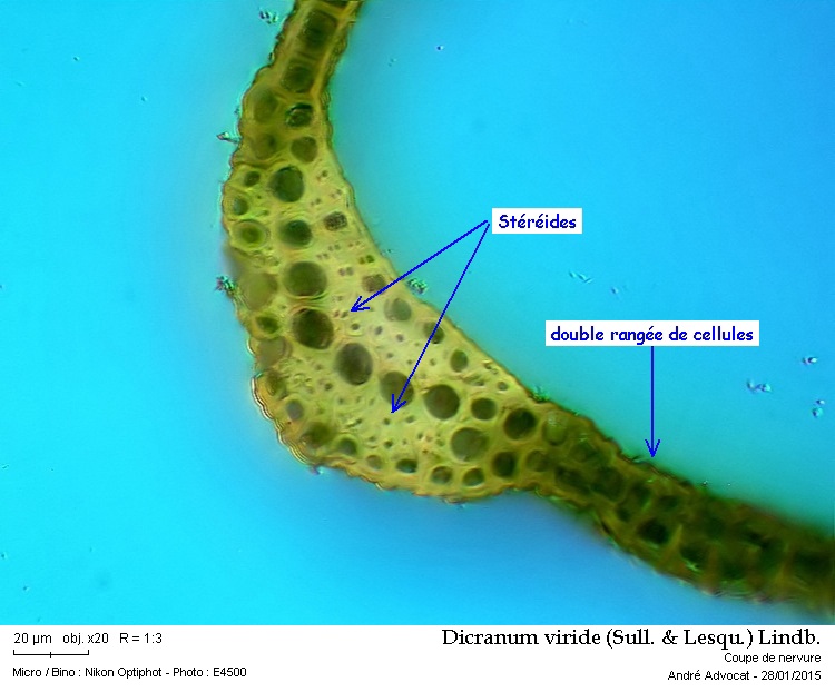 Dicranum viride (Sull.& Lesq.) Lindb. #40539