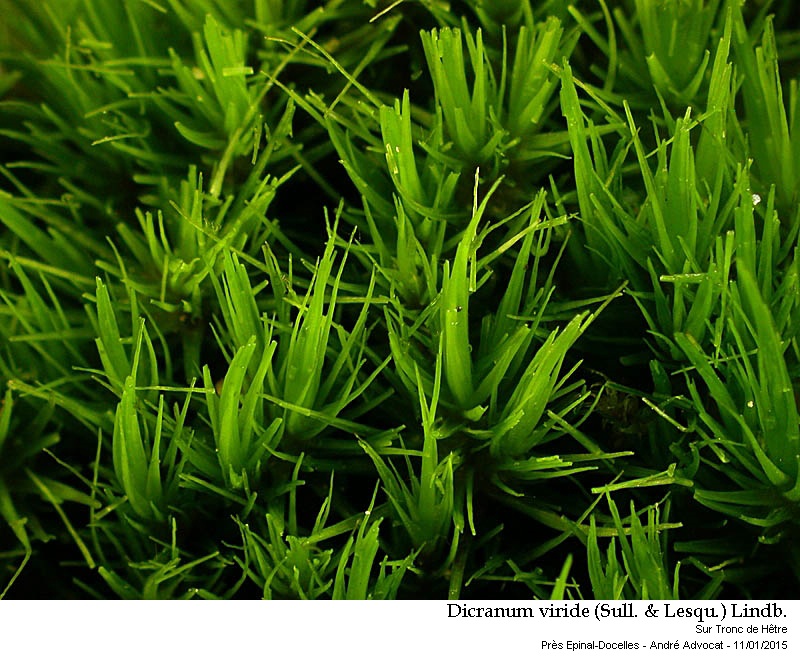 Dicranum viride (Sull.& Lesq.) Lindb. #40538