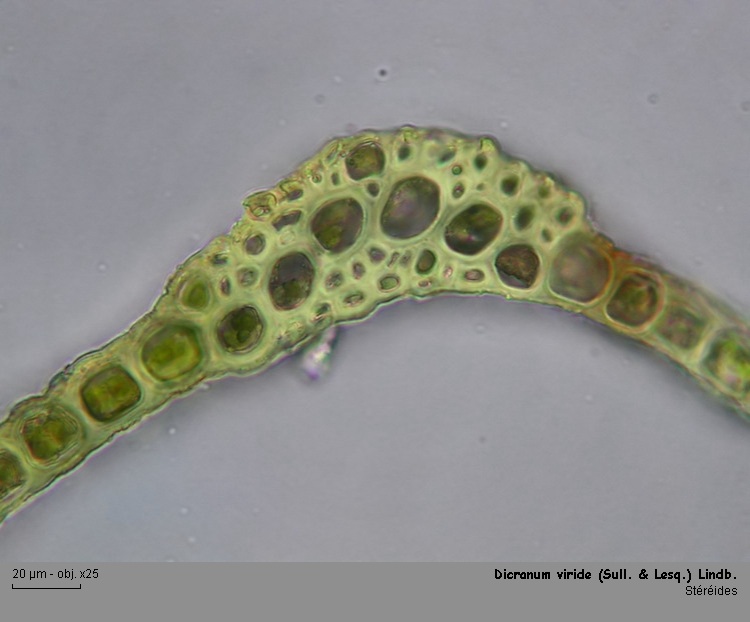 Dicranum viride (Sull.& Lesq.) Lindb. #1948