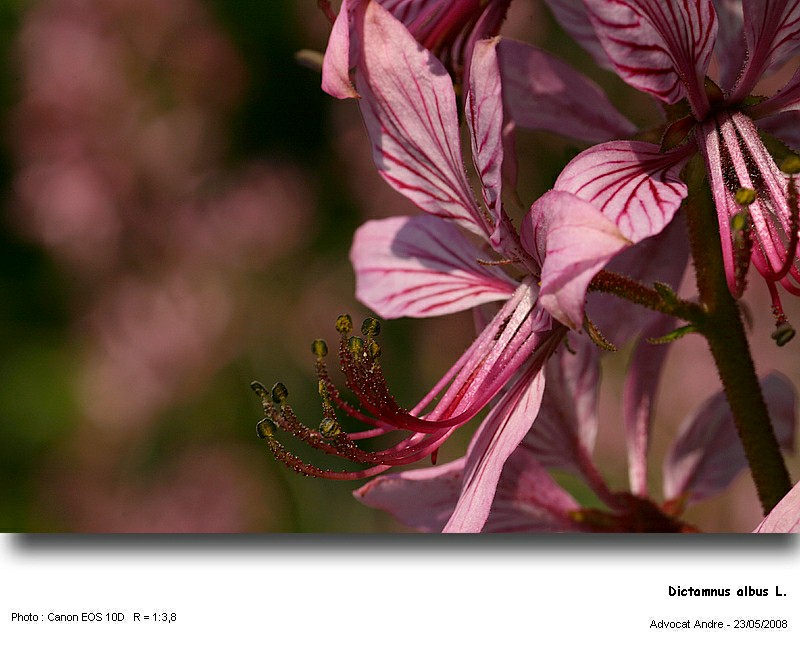 Dictamnus albus L. (La fraxinelle) #4241