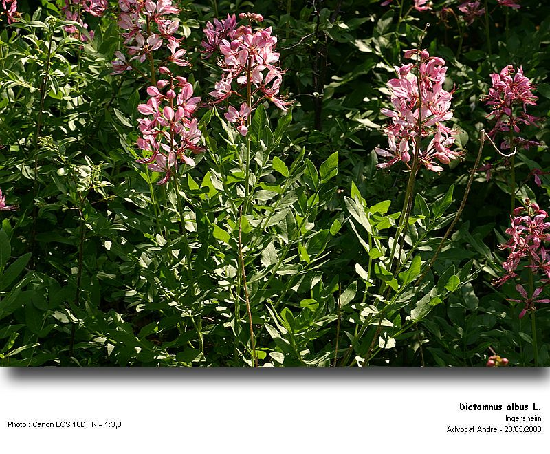 Dictamnus albus L. (La fraxinelle) #4239