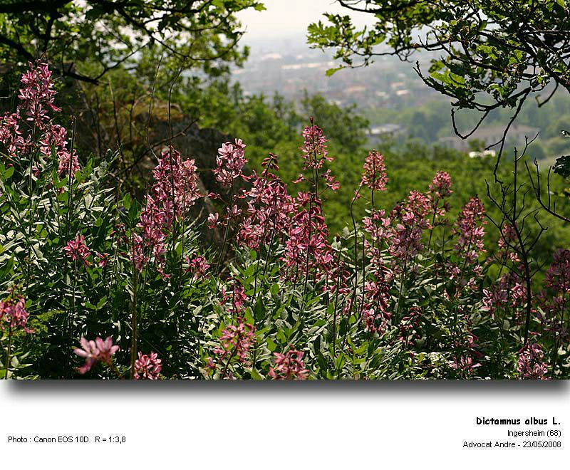Dictamnus albus L. (La fraxinelle) #4238