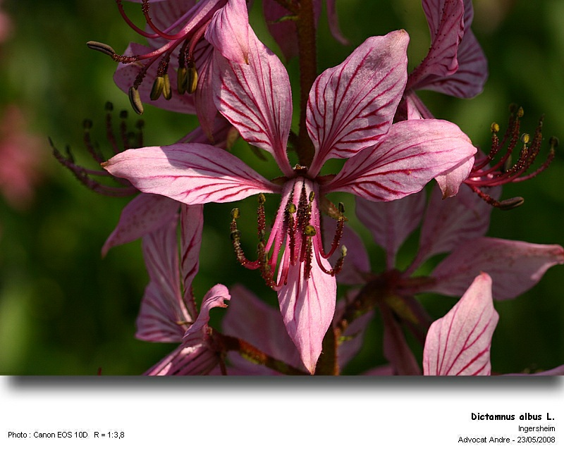 Dictamnus albus L. (La fraxinelle) #4240