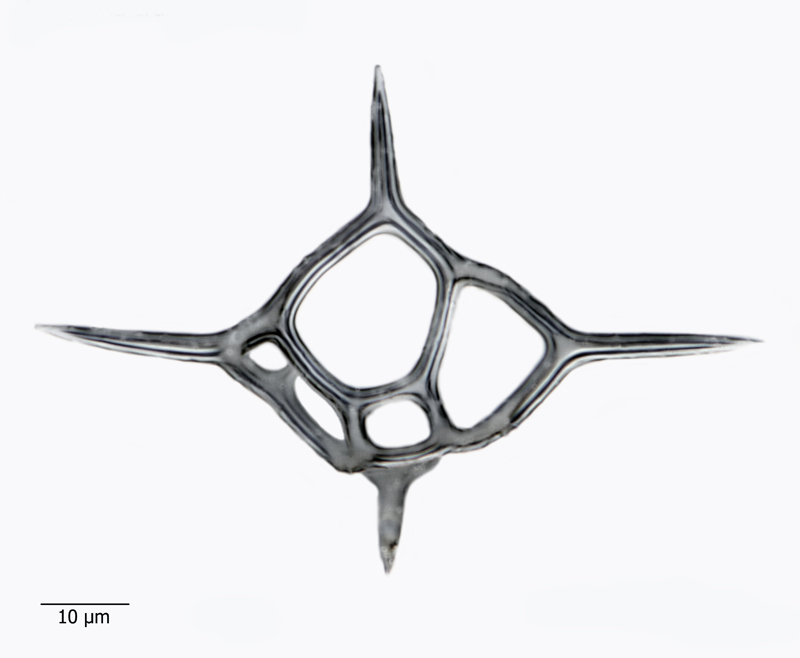 Dictyocha crux #44562