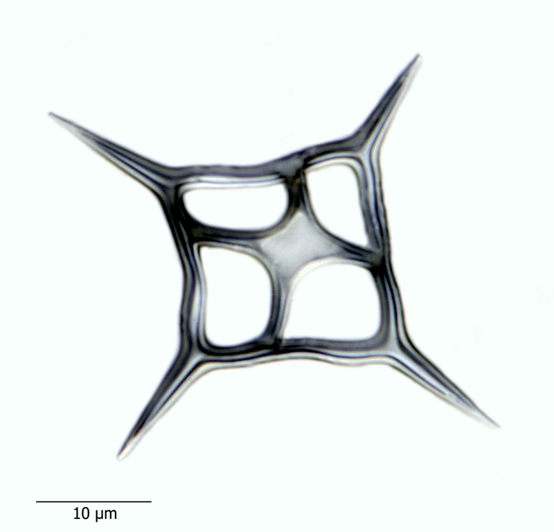 Dictyocha crux #44561