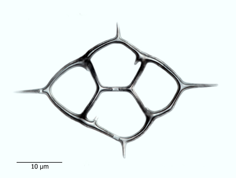 Dictyocha fibula #44074