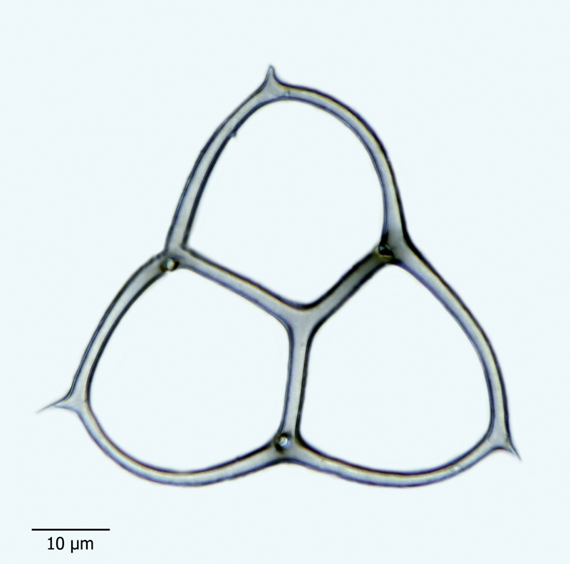 Dictyocha triacantha var. apiculata #44109
