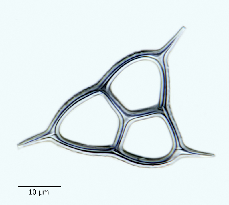 Dictyocha triacantha #44107