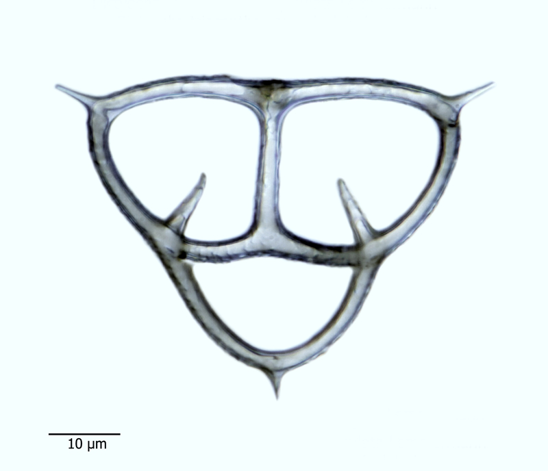 Dictyocha triacantha var. apiculata #44108