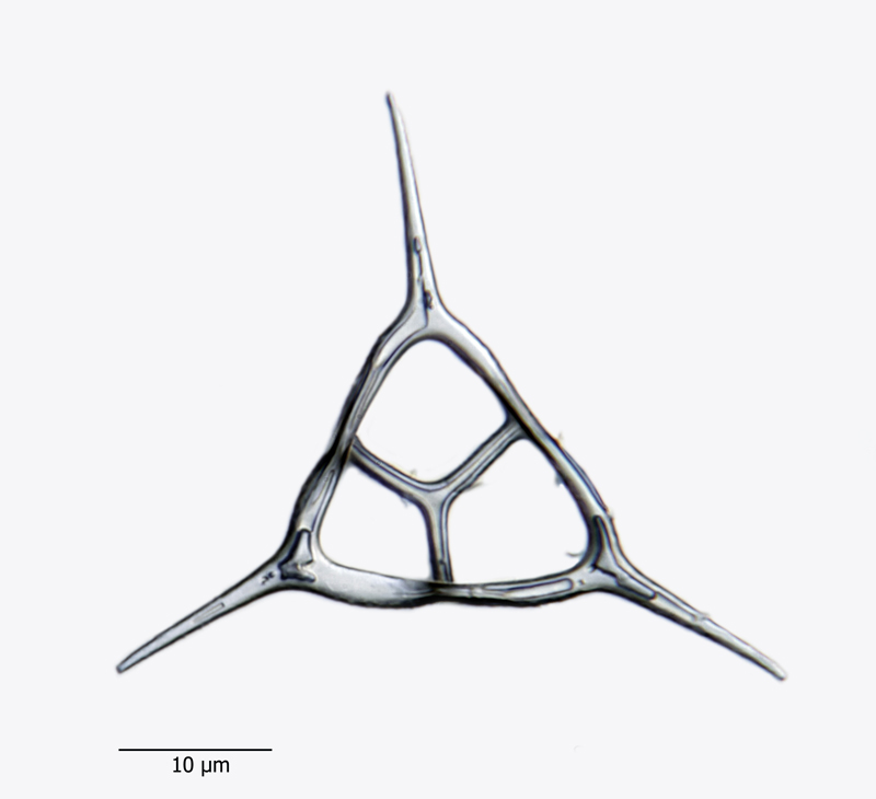 Dictyocha triacantha #44106