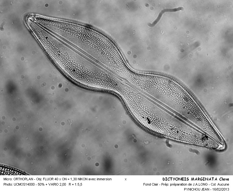 DICTYONEIS MARGINATA #29870