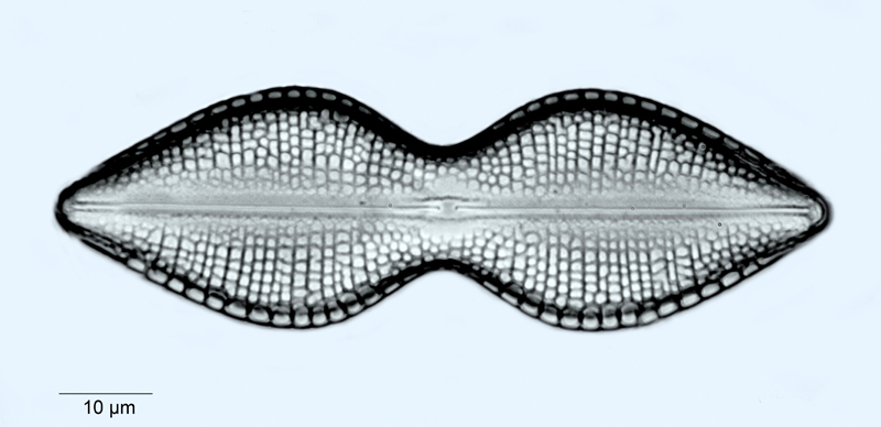 Dictyoneis marginata #54575