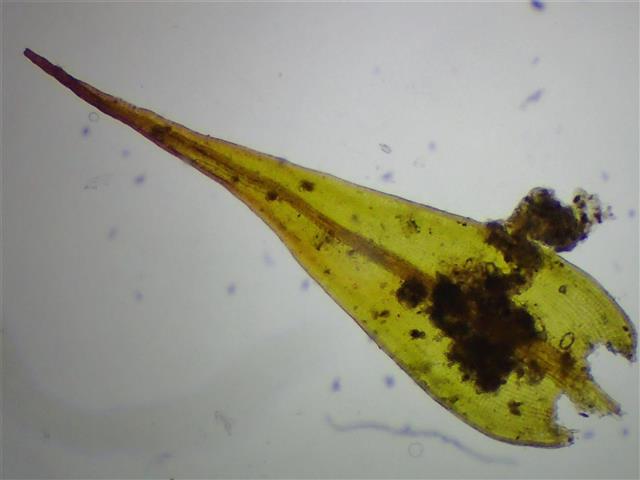 Didymodon acutus (Brid.) K.Saito #65214