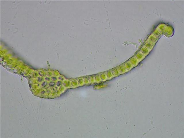 Didymodon acutus (Brid.) K.Saito #65218