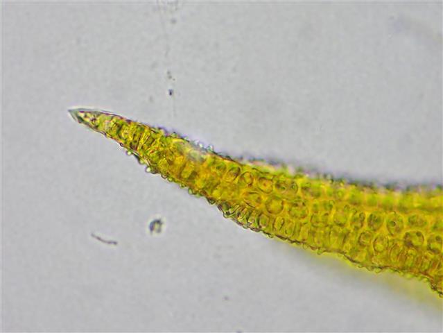 Didymodon ferrugineus (Schimp. ex Besch.) M.O.Hill #65224