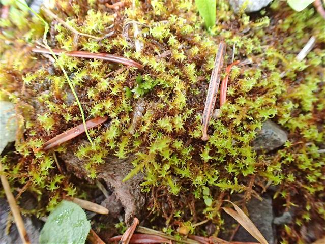 Didymodon ferrugineus (Schimp. ex Besch.) M.O.Hill #65221