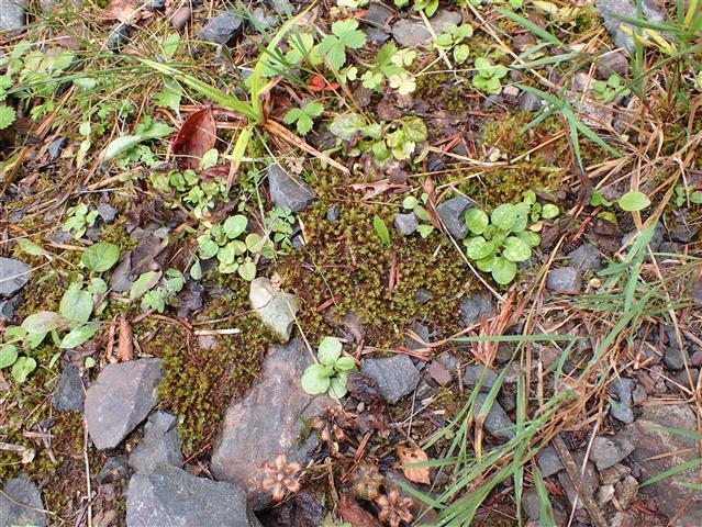 Didymodon ferrugineus (Schimp. ex Besch.) M.O.Hill #65220