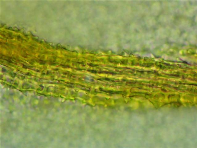 Didymodon ferrugineus (Schimp. ex Besch.) M.O.Hill #65225
