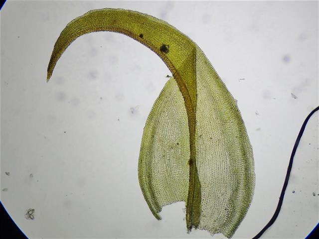 Didymodon ferrugineus (Schimp. ex Besch.) M.O.Hill #65223