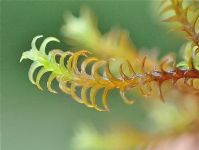 Didymodon ferrugineus (Schimp. ex Besch.) M.O.Hill #65222