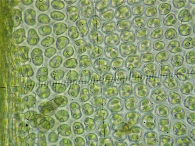 Didymodon ferrugineus (Schimp. ex Besch.) M.O.Hill #65226