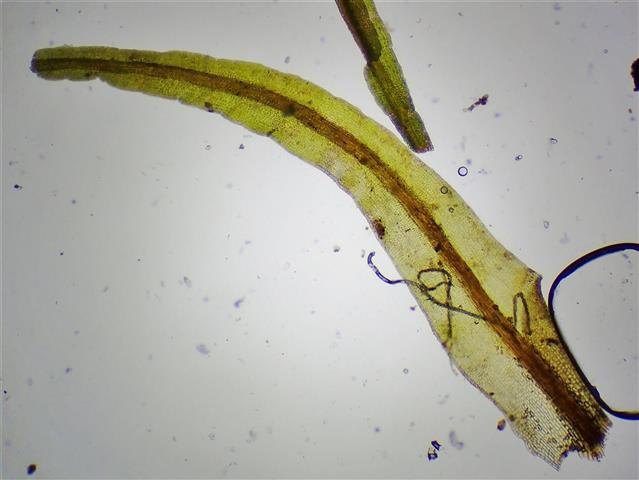 Didymodon sinuosus (Mitt.) Delogne #65235
