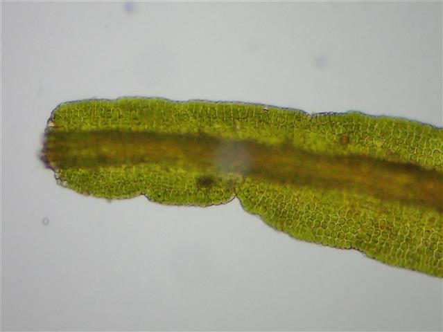 Didymodon sinuosus (Mitt.) Delogne #65236