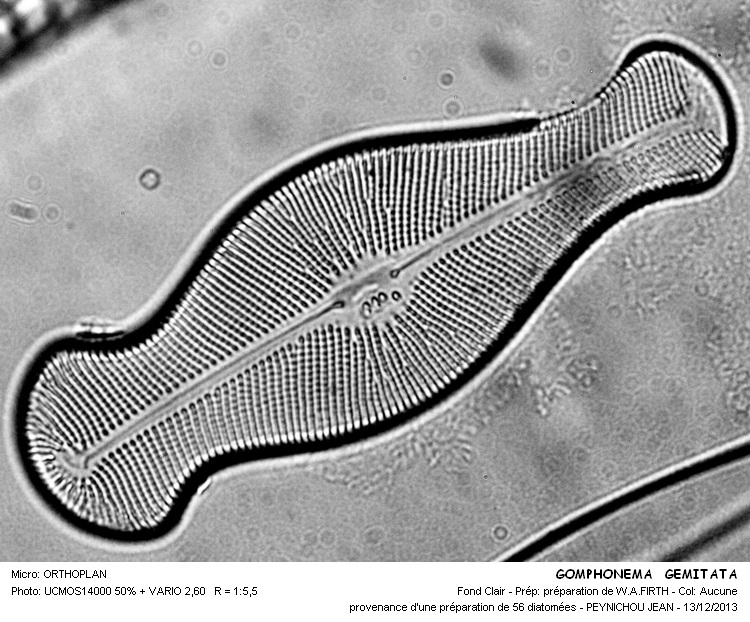 Didymosphenia geminata (Lyngbye) M.Schmidt #35225
