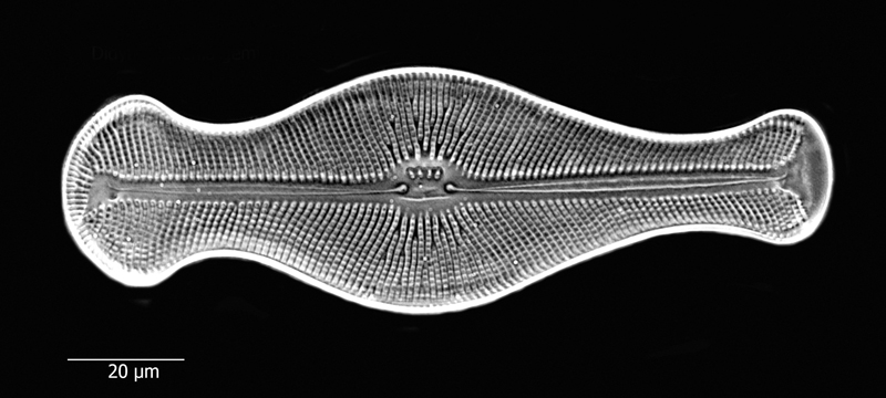 Didymosphenia geminata #65939